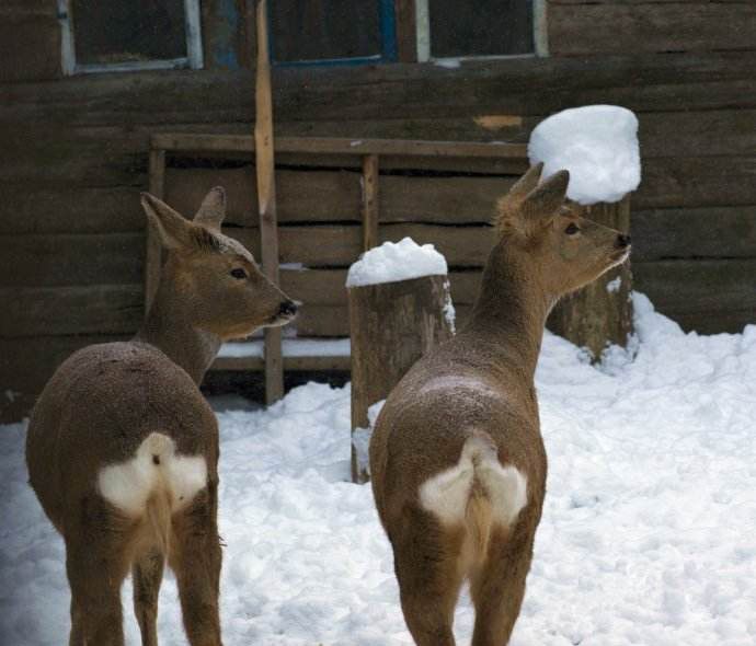 叫了这么多年的"傻狍子"才发现,这原来是一种动物!