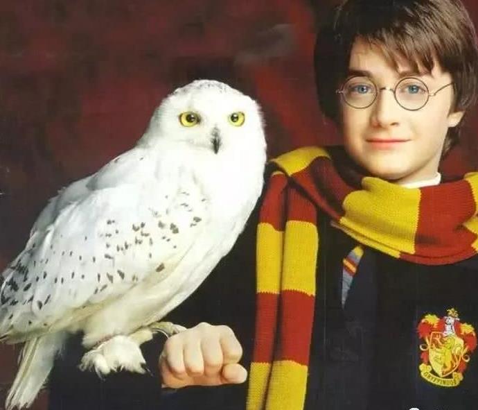 哈利波特家的猫头鹰历经千辛"飞"来成都,萌哭了!