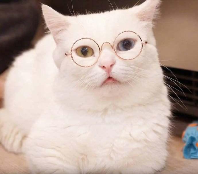 主人给猫咪戴眼镜, 美的很, 网友: 只能夹这大脸上啊!