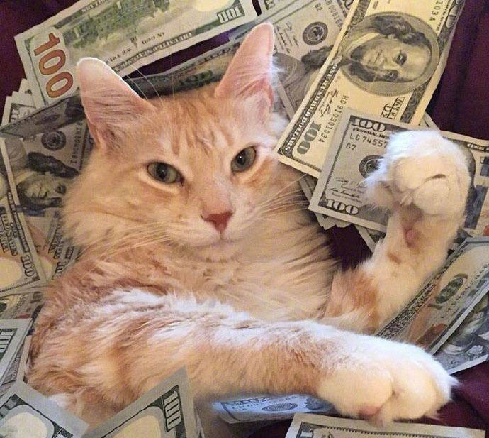 祝愿各位读者老爷们新的一年有钱有猫