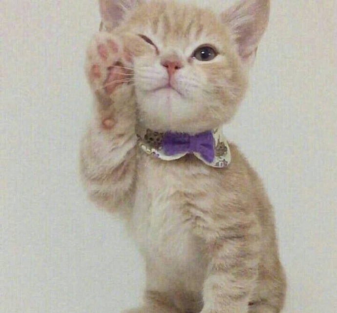 喜欢揉脸的小猫咪卖萌技满点小爪子太可爱了