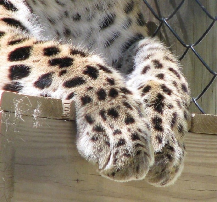 吸够了猫爪,来吸一波雪豹的萌爪吧!