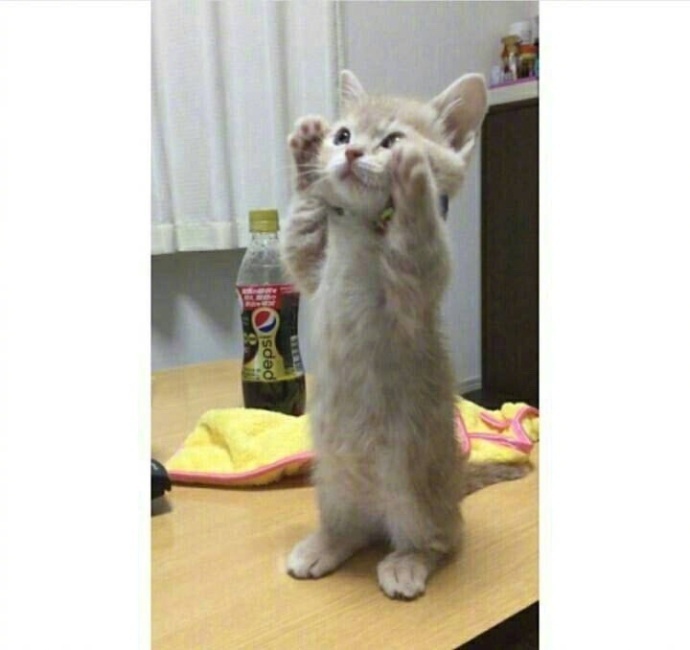 喜欢揉脸的小猫咪卖萌技满点小爪子太可爱了