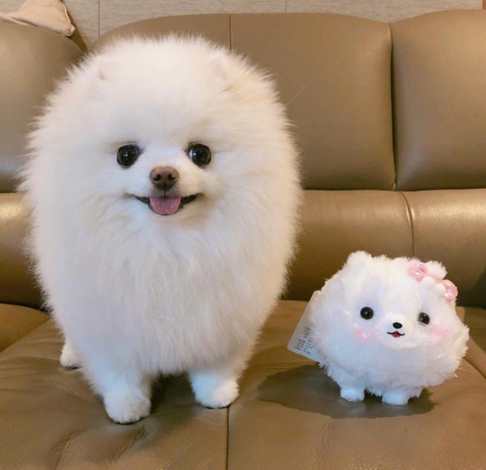 圆圆的小博美bori