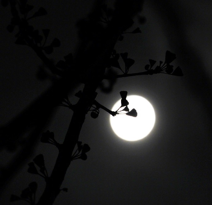 明月照我心,我心系郎君.月影湖光浅,风啸窗亦寒.