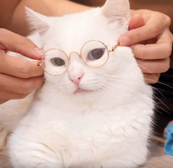 主人给猫咪戴眼镜, 美的很, 网友: 只能夹这大脸上啊!