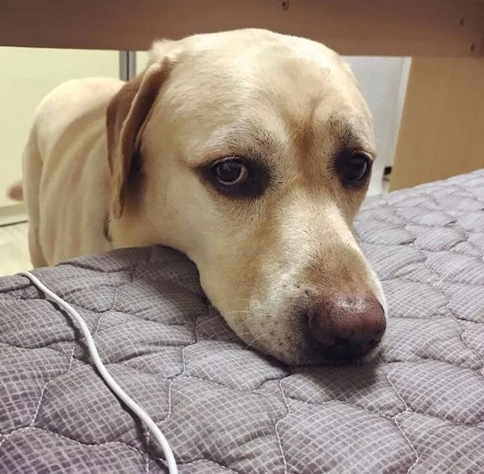 被拒绝上床的拉拉,伤心三连的表情,让人看了忍不住跟它一起哭!