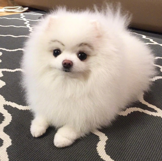 圆圆的小博美bori