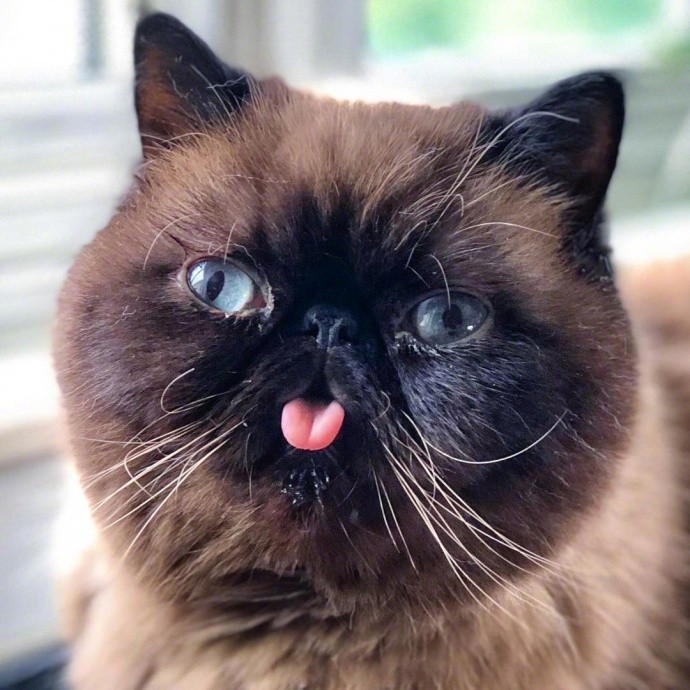 黑脸猫咪爱你的方式,我就是喜欢吐舌头!