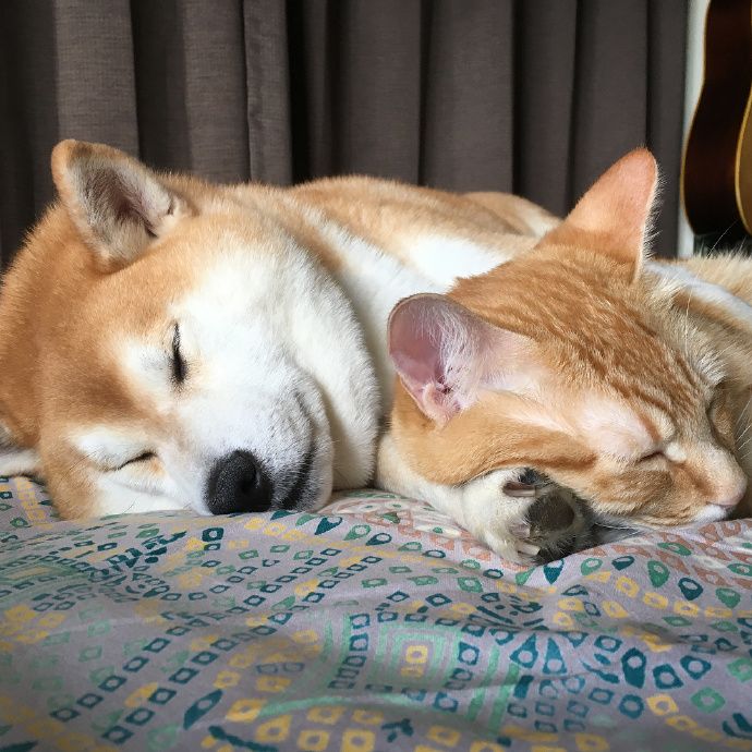 橘猫和柴犬秀恩爱这狗粮我吃定了