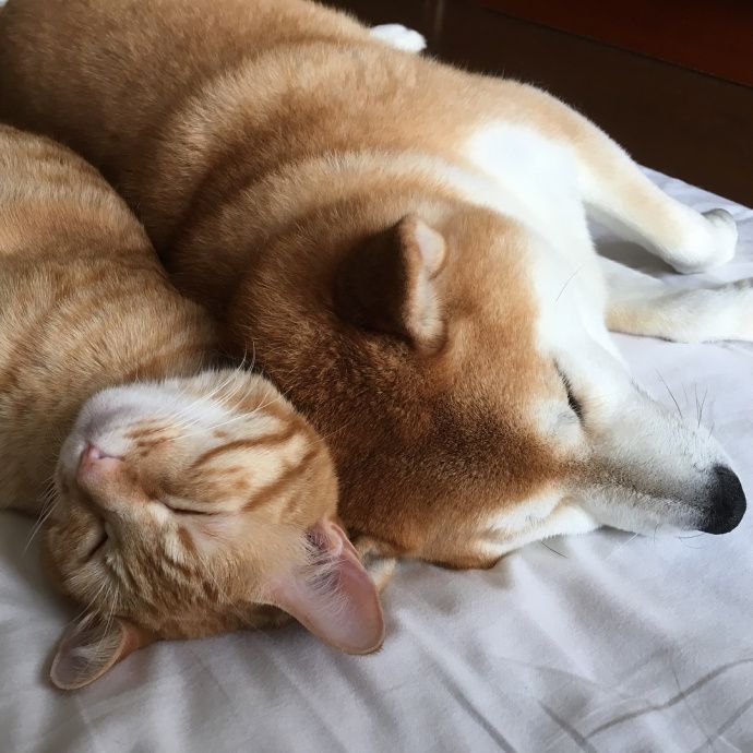 橘猫和柴犬秀恩爱这狗粮我吃定了