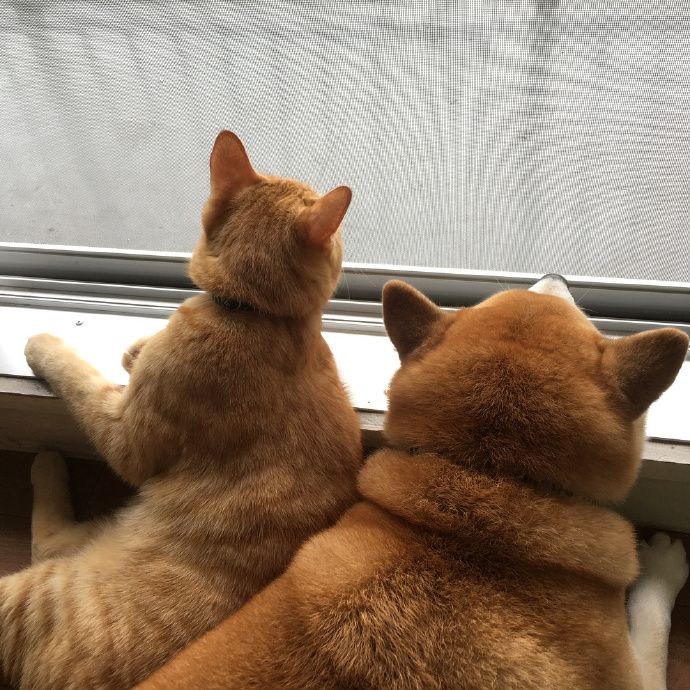 橘猫和柴犬秀恩爱这狗粮我吃定了