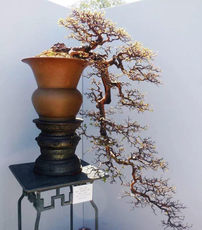 盆景|价值|积蓄_新浪新闻