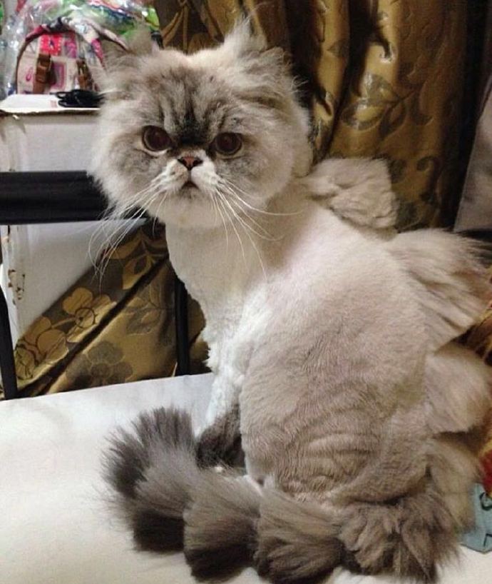 喵星人:铲屎的剪这样叫我以后怎么泡妞嘛