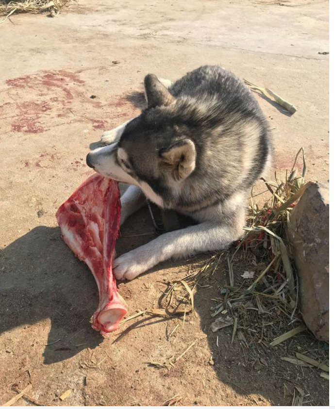 得知她喂二哈吃的东西后,网友傻眼了|老妈|狗狗|狗粮_新浪新闻