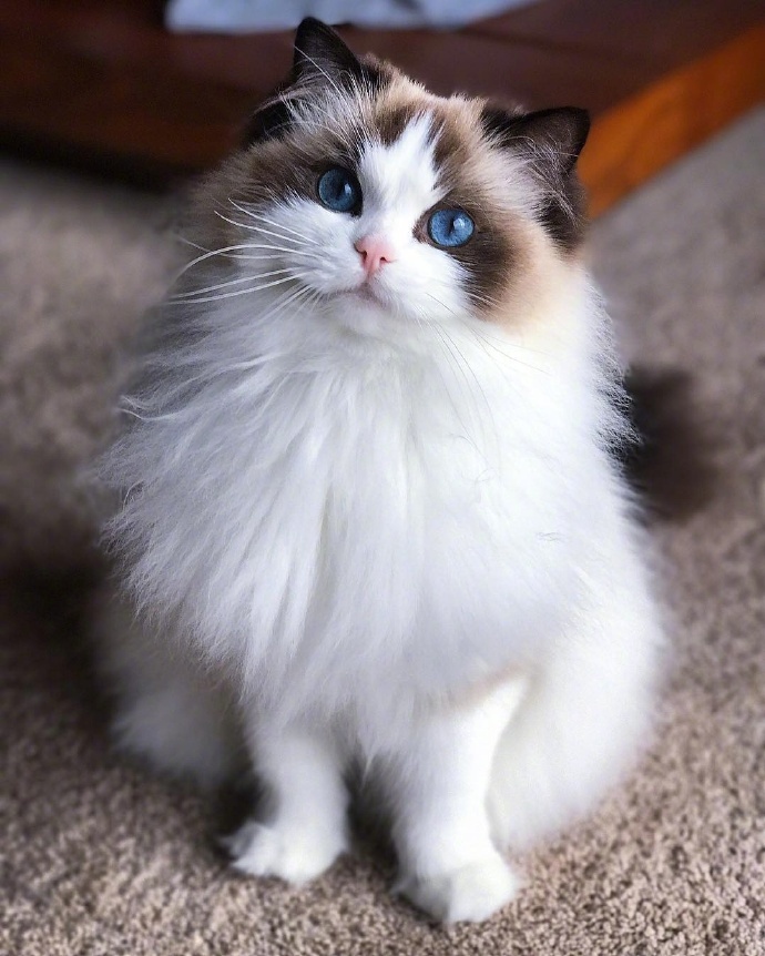 别人家的布偶猫,美翻了!