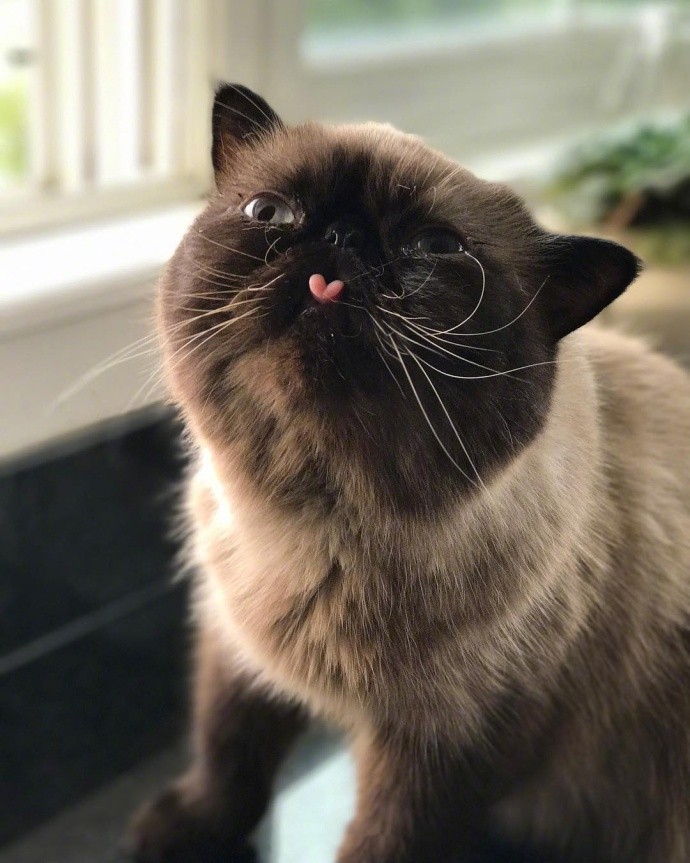 黑脸猫咪爱你的方式,我就是喜欢吐舌头!
