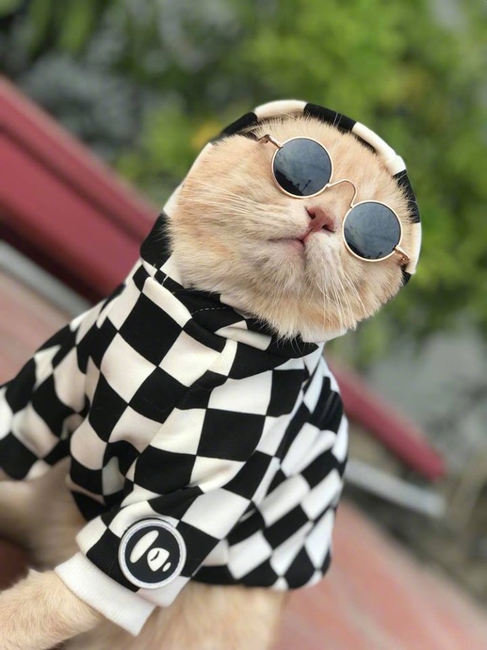 一只有嘻哈精神的猫太酷了