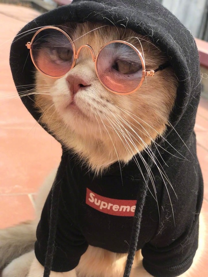 一只有嘻哈精神的猫太酷了