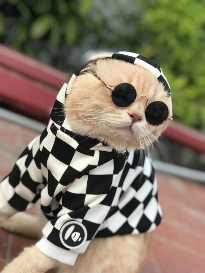 一只有嘻哈精神的猫太酷了