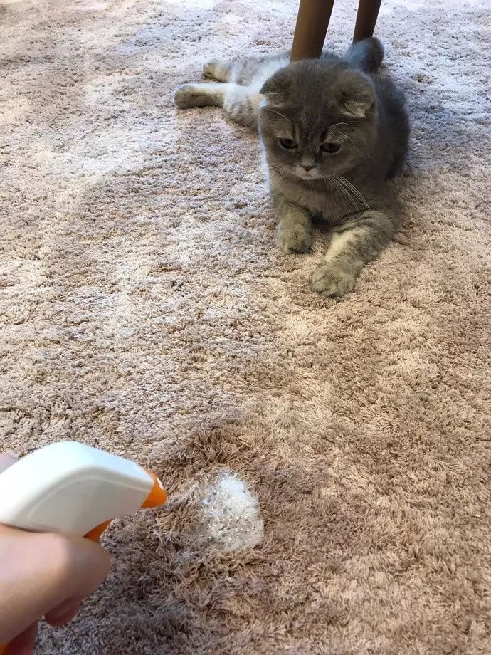 猫拉在地毯上的处理过程分为七步