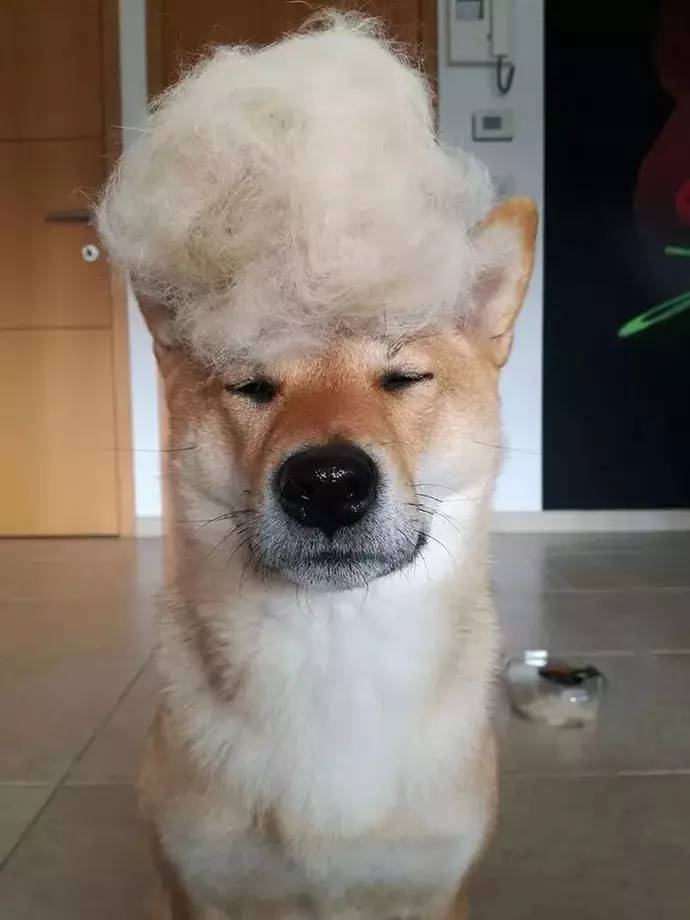 柴犬掉毛太多主人借此造型,实力坑狗