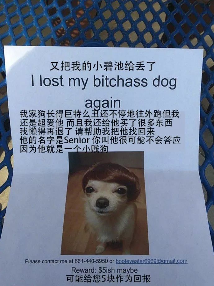 小姐姐:我家狗丢了,它大概长这样