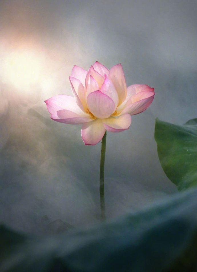 在世如莲,净心素雅,不污不垢,淡看浮华.