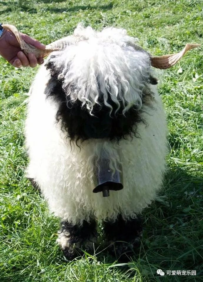 瑞士黑鼻绵羊,这种生物真的太蠢萌!