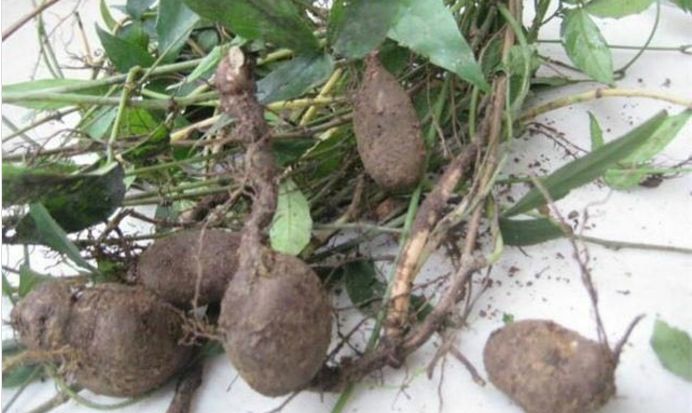 阴沟峭壁上的土老鼠不要小看这种植物是预防癌症的良方