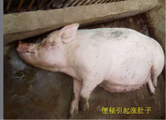 深部输精 便秘 泪斑详细分析,养猪人收|母猪|便秘|深部_新浪新闻