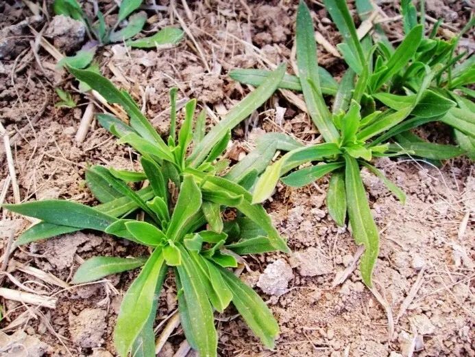 梅花瓶,面条菜,广皮菜,瓢咀,甜甜菜,麦石榴,油瓶菜,羊蹄棵,红不英菜