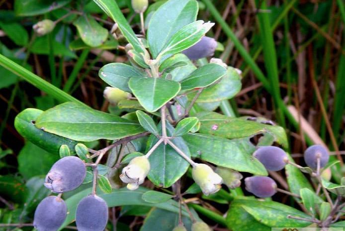 农村的四大珍贵野果,农村人都吃过,城里人眼热也买不到!