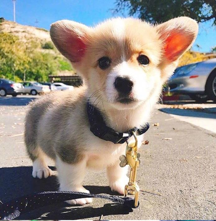 狗年快来吸狗柯基来给给大家拜年了小短腿超可爱哟