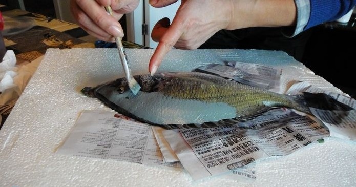 将活鱼拓画您能欣赏得了这样的艺术吗