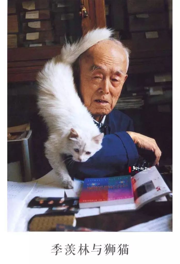 月下清荷檐下猫季羡林与狮猫