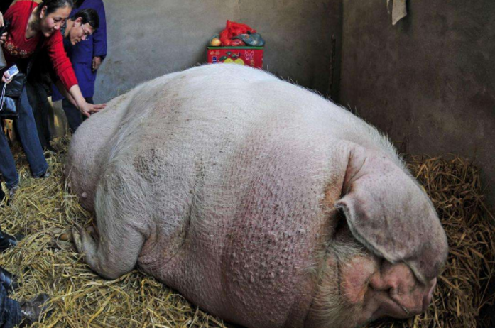 浙江猪王,专人饲养,死后获厚葬,央视曾为其拍纪录片