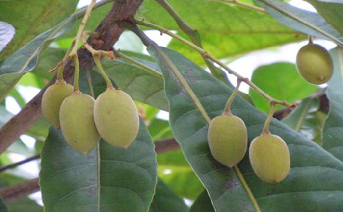 杜英的价值和栽培技术