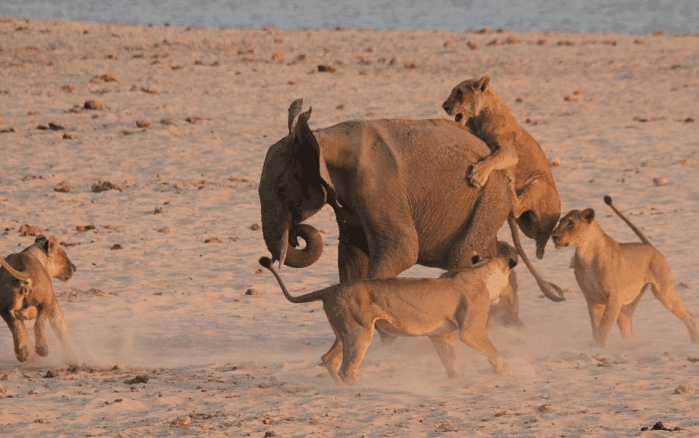 群狮轮番掏肛大象大象不锈肛你们掏的动吗