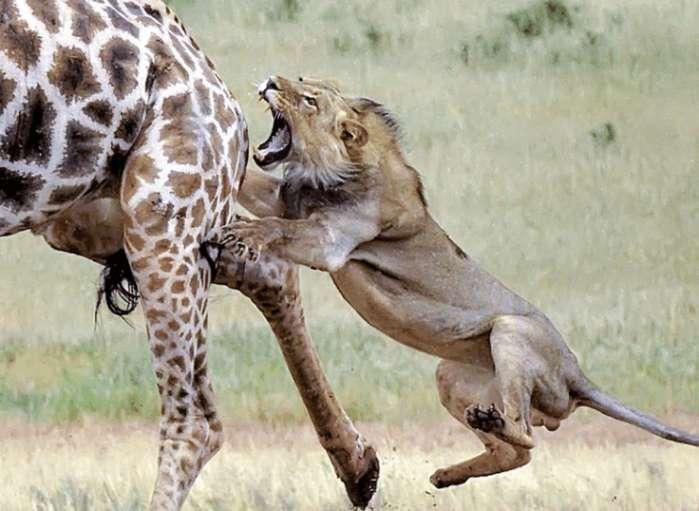 狮子大战长颈鹿, 面对掏肛淡定自若, 长颈鹿: 够得着你就掏!
