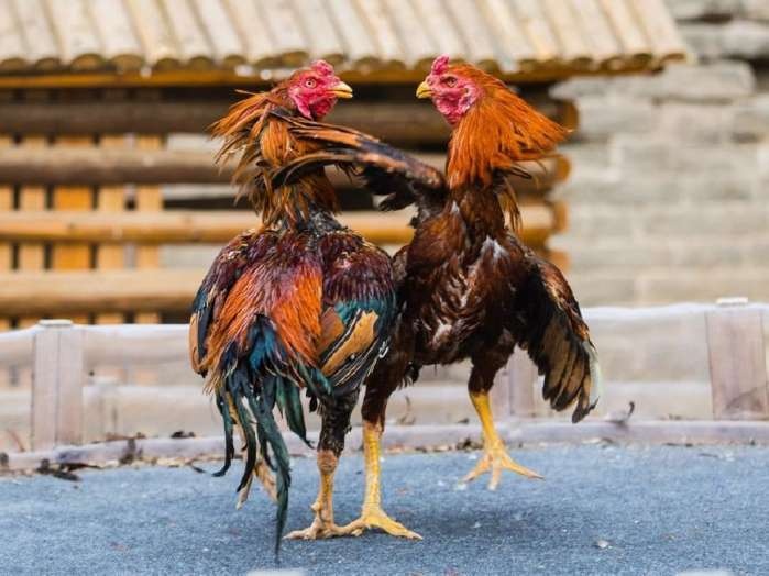 瞭解開封人的生活, 從汴京公園開始|健身|動物園|開封_新浪新聞