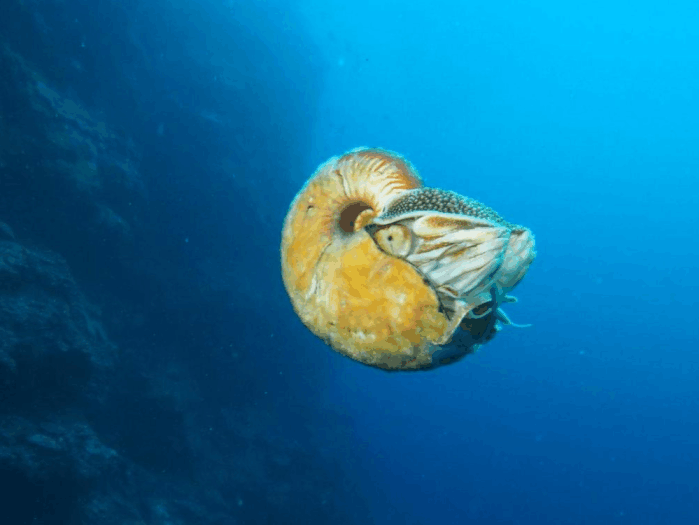 南极冰层下隐藏巨型湖泊,面积达15000平方公里,或有新物种存在