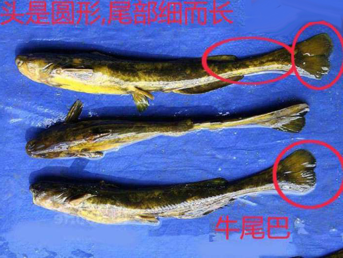 野河钓获"巨型"黄颡鱼,却被硬说是"牛尾巴",求鉴定!