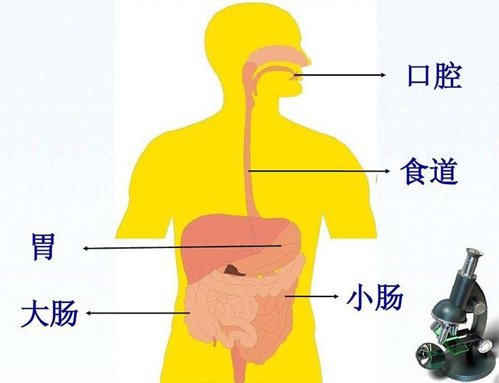 小肠的作用 小肠到底是有什么作为