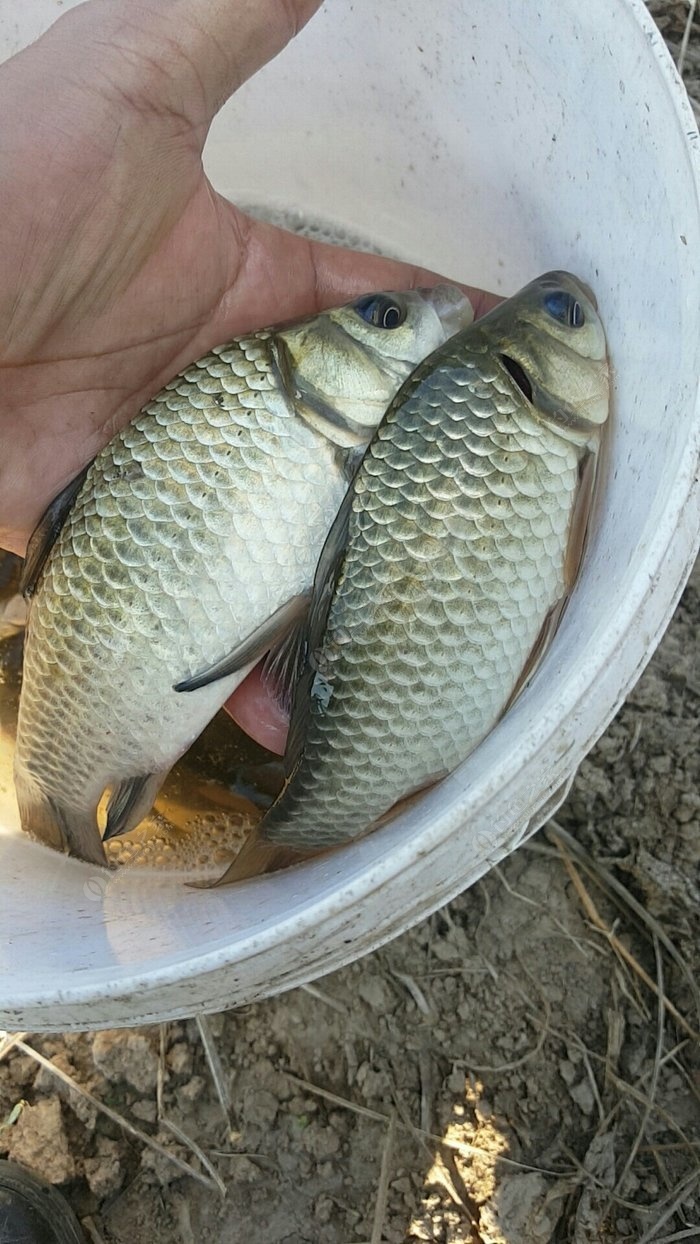 太仓真是个钓鱼的好地方,在野河里随便一钓都能有这么好的渔获