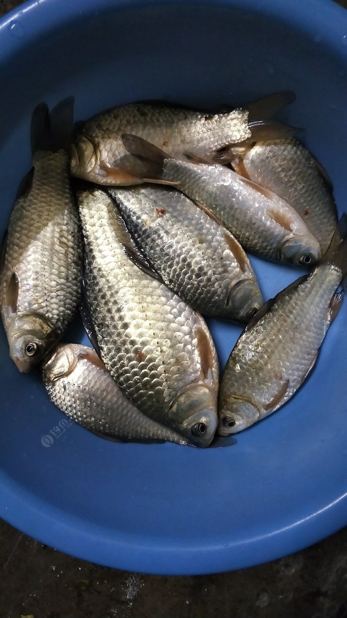 5小时斩获了16尾鲫鱼,对于学习钓鱼没多久的我已经算是很不错了