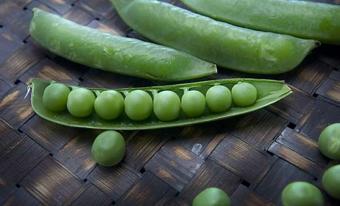 年就到了, 马上就可以胡吃海喝了, 但是眼巴巴望着你的狗子怎么办