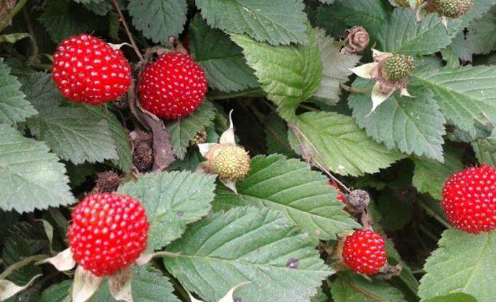 小时候最奇葩野果第一个长的有点像耳朵最后一个会吃到蚂蚁