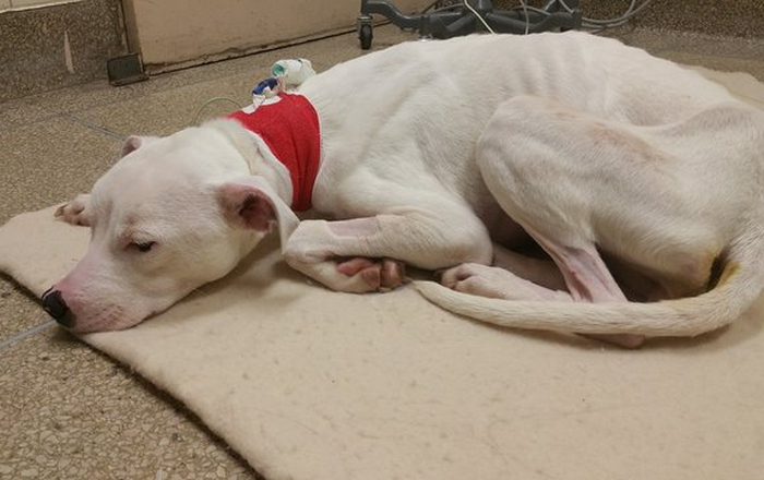 领养了一只失聪的狗,却发现它越吃越瘦,检查结果令人意外!