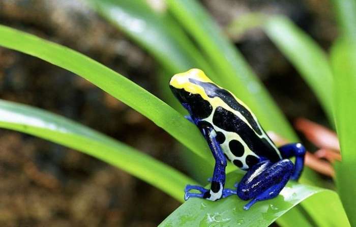 第八名:毒箭蛙 它们的体型大多很小,一般都不超过5厘米.